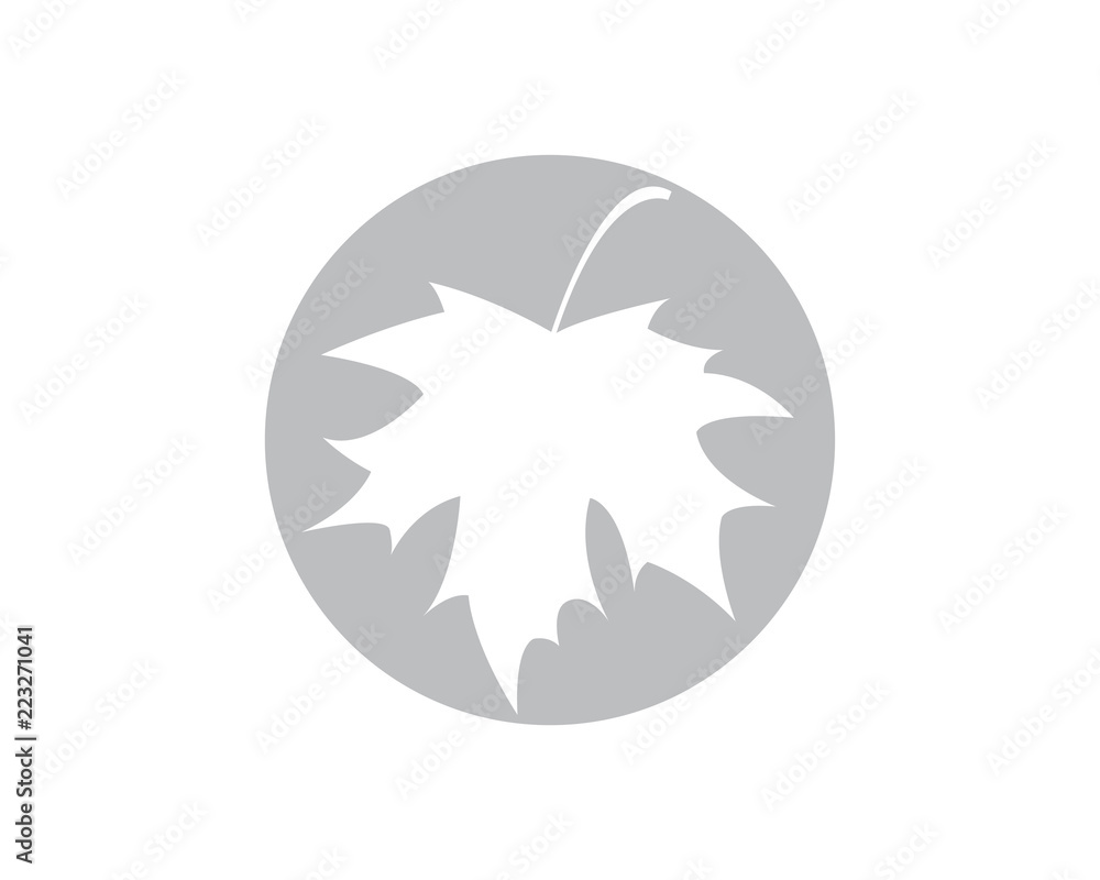 maple maple