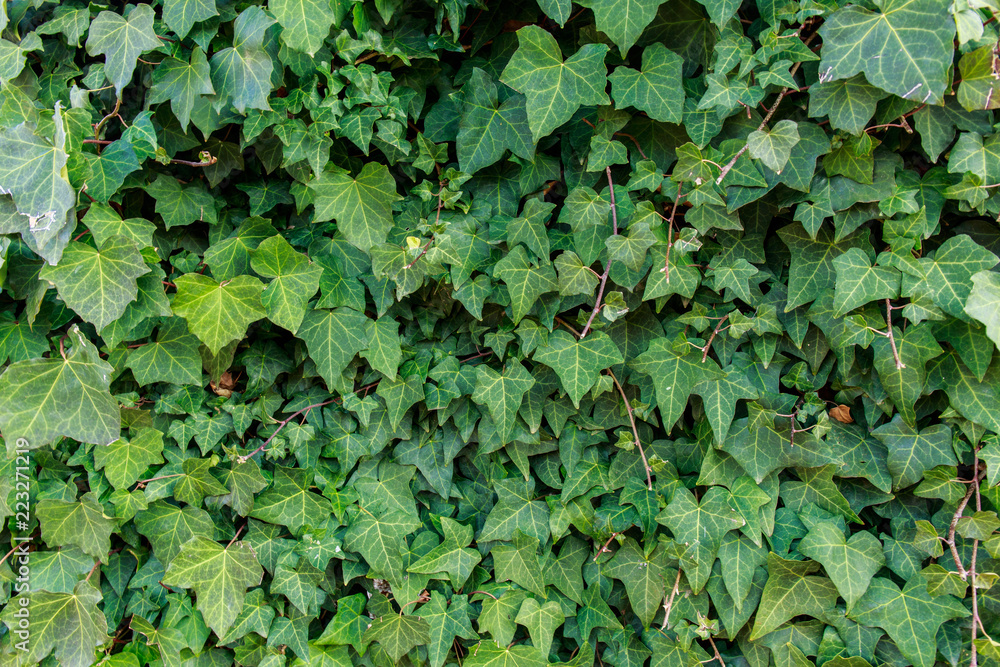 Fototapeta premium green leaves background