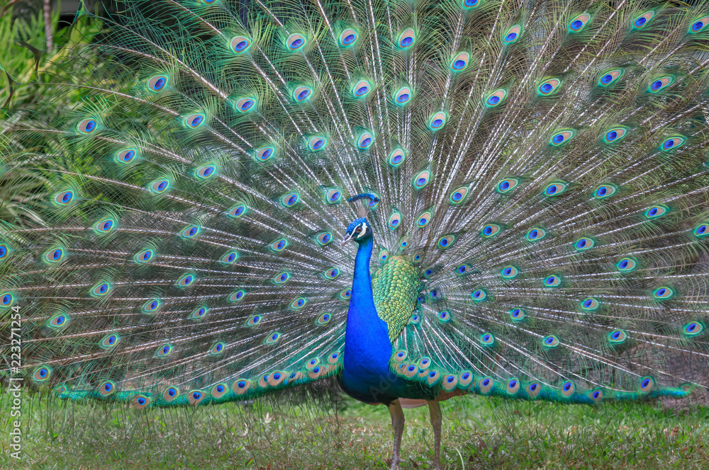 Obraz premium Peacock displaying feathers
