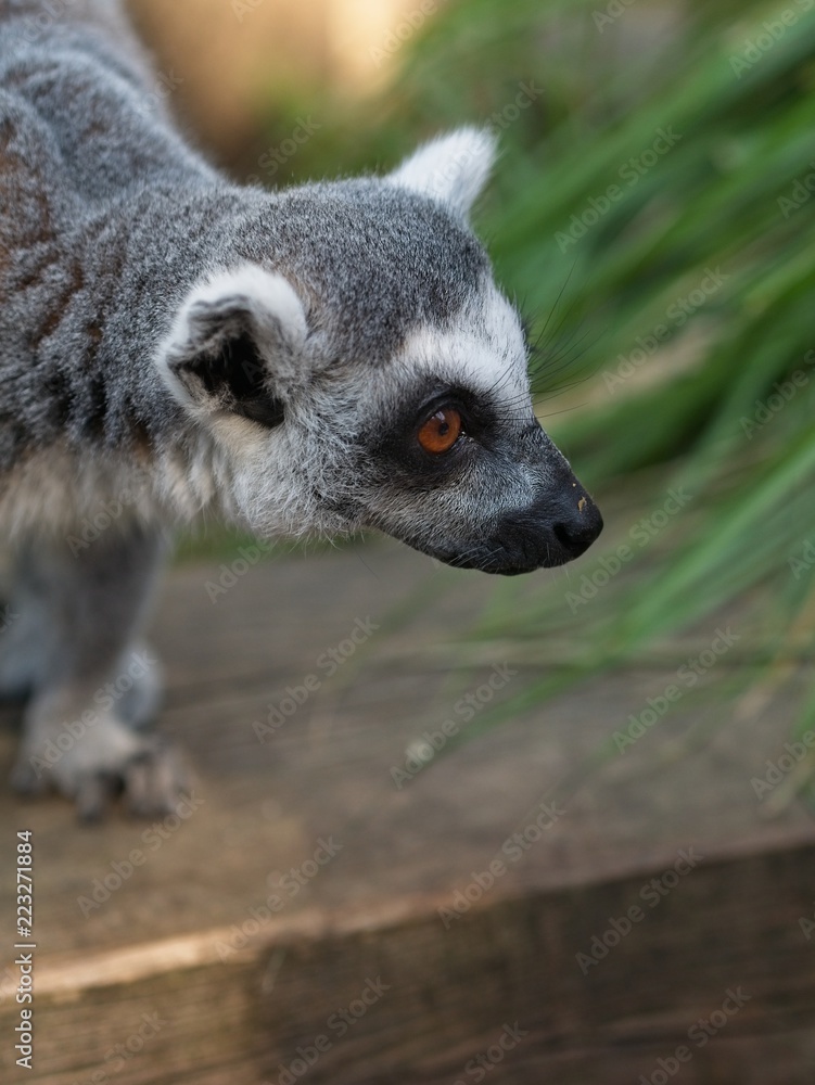 Obraz premium Close-up of ring tailed lemur.