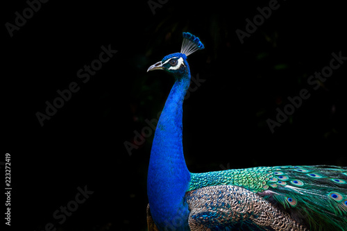 Peacock profile isolated on black background