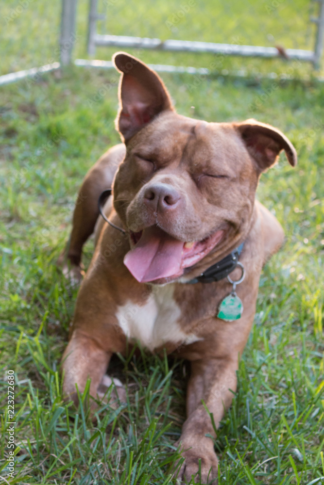 American Bandogge Mastiff