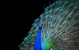Peacock isolated on black background