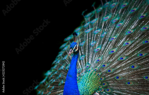 Peacock isolated on black background