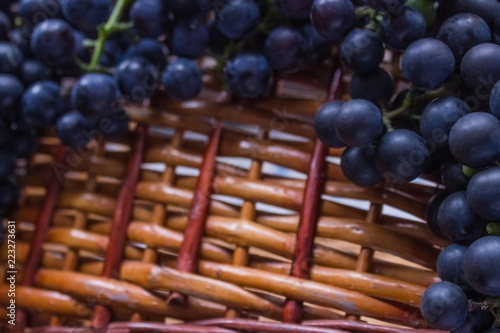Wallpaper Mural Cultivation and harvesting of grapes. Torontodigital.ca