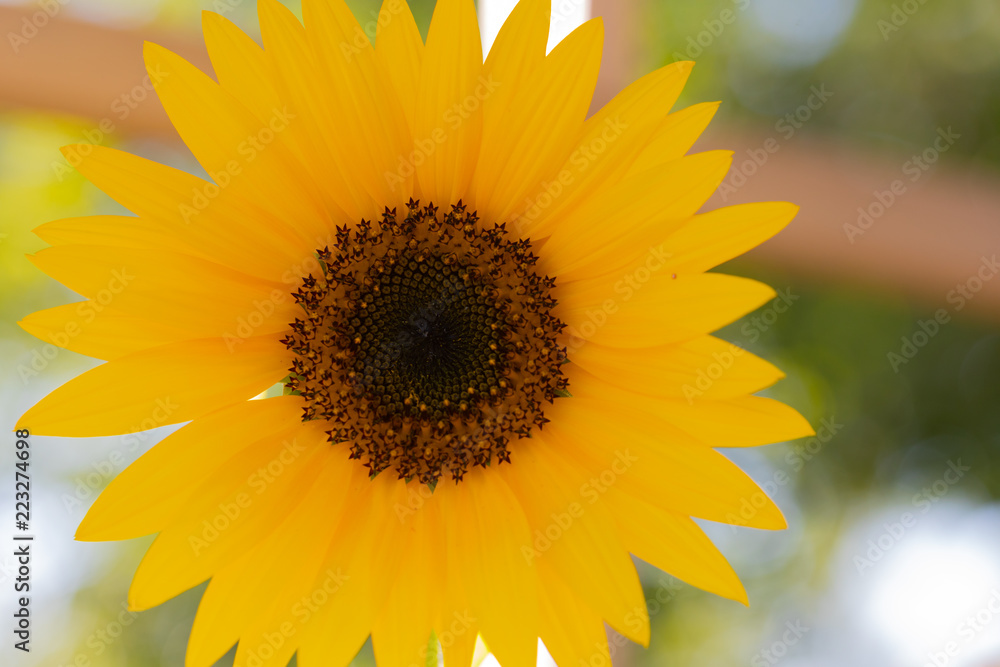 Obraz premium Flower close up