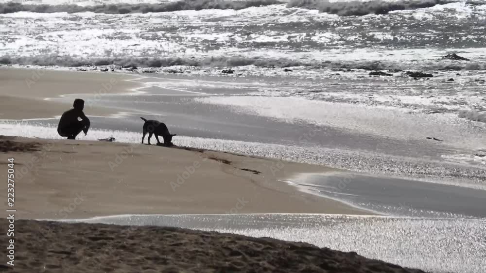 Dog enjoying Sandy Beach in Honolulu on the island of Oahu, Hawaii. Dog enjoying Sandy Beach in Honolulu on the island of Oahu, Hawaii.