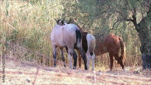 Horses grazing in summer sun on dry vegetation in rural Andalusia, Spain