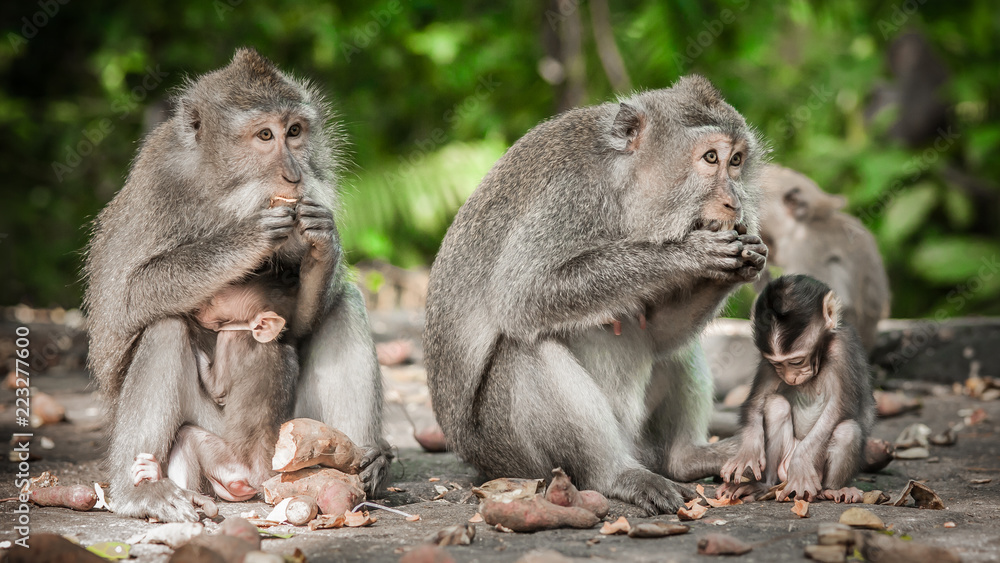 Close up of monkey family sitting in sacred monkey forest