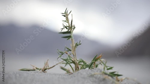 Plant in the desert at Sumur sand dunes, Ladakh, Jammu and Kashmir, India photo