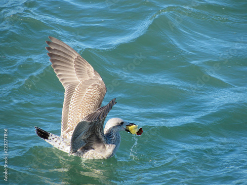 seagull eat 