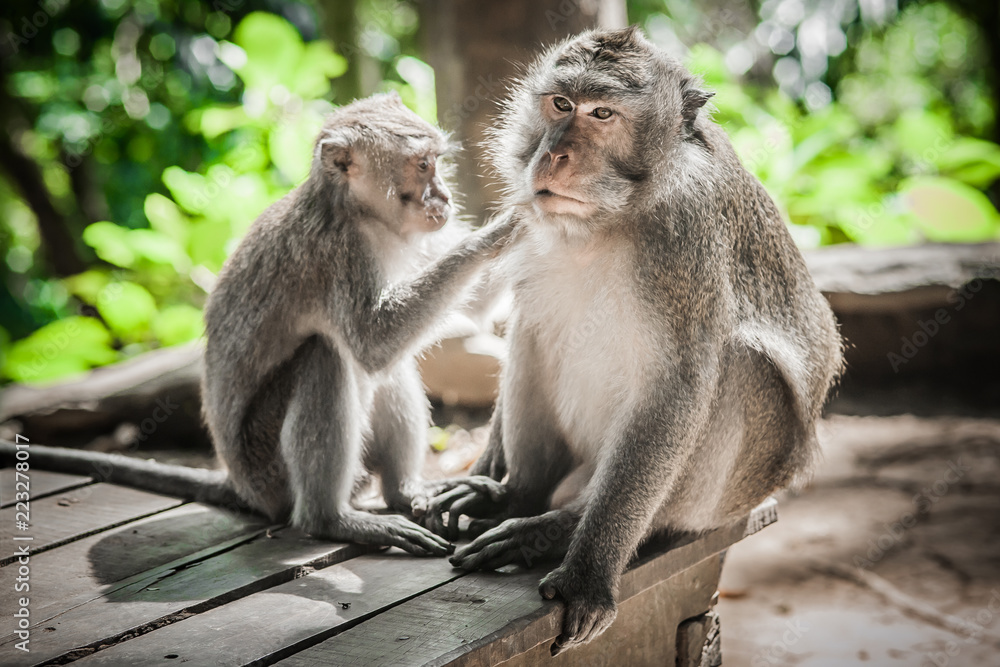 Close up of monkey family sitting in sacred monkey forest