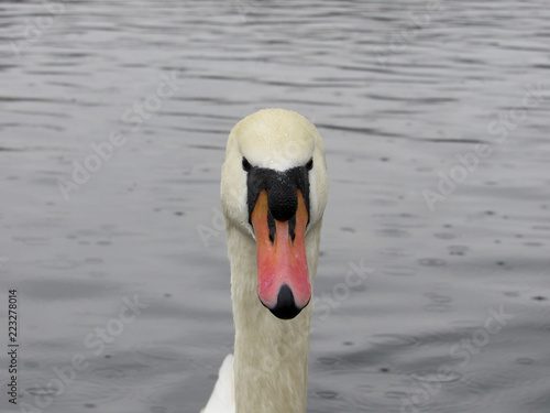 swan on the lake