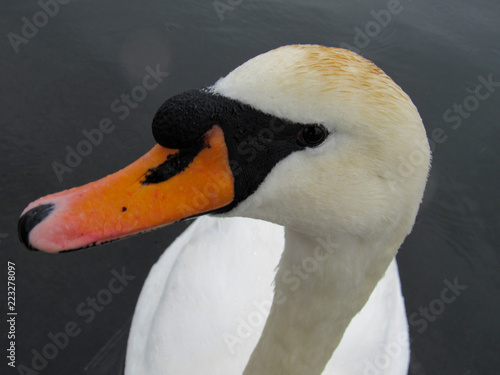 swan