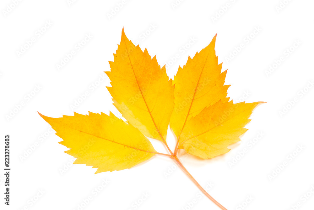 Fototapeta premium Autumn leaves on white background