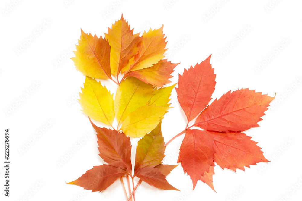 Autumn leaves on white background Autumn leaves on white background
