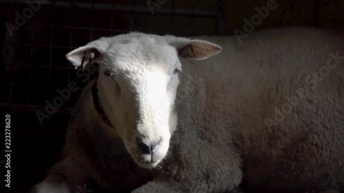 White sheep lying and chewing photo