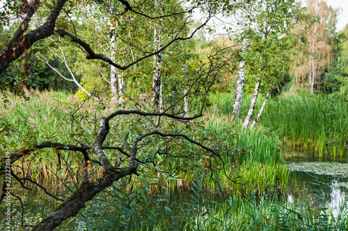 Fototapeta Naklejka Na Ścianę i Meble -  The branch of a birch bent over the water plants. Great Manna Grass (Glyceria maxima). Beautiful scenery