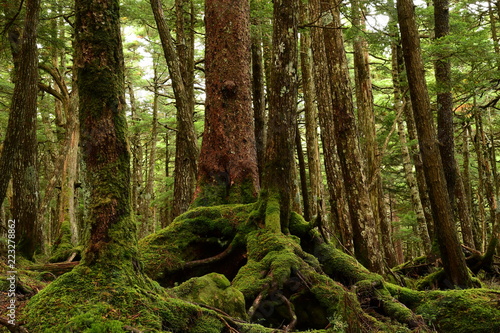 Moss covered trees in green forest.