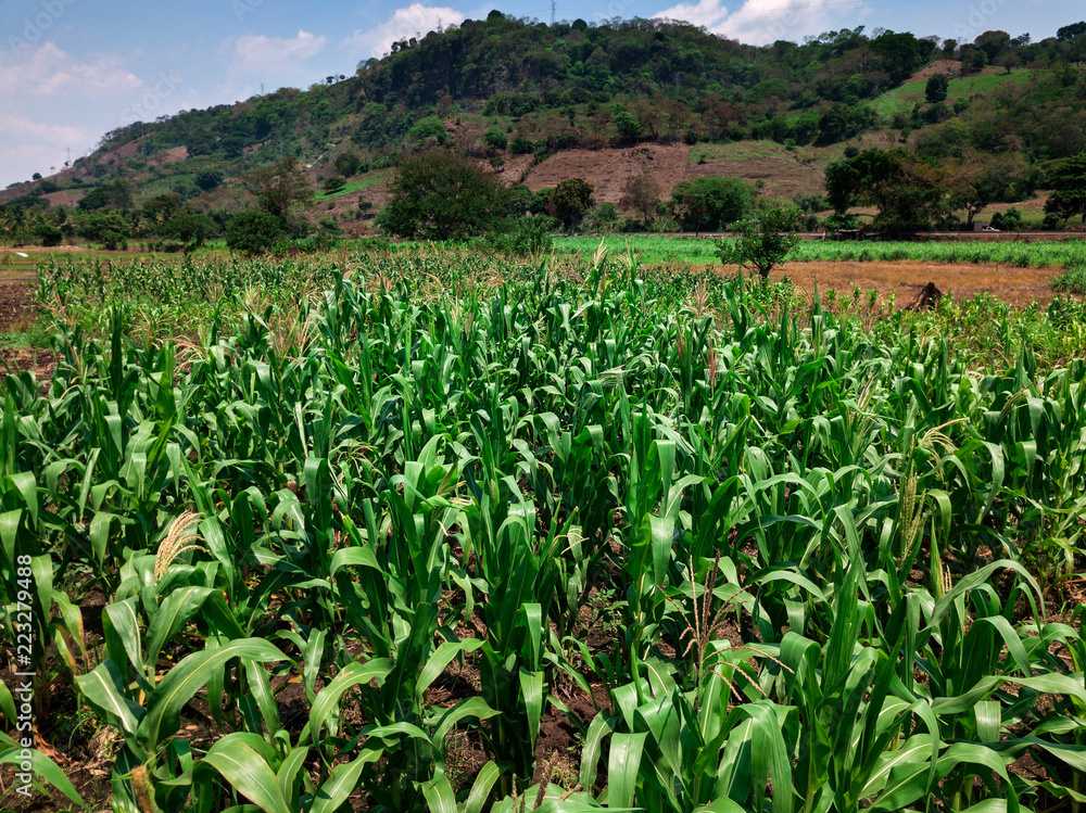 A small corn field in El Salvador at the middle of the day. A small corn field in El Salvador at the middle of the day.