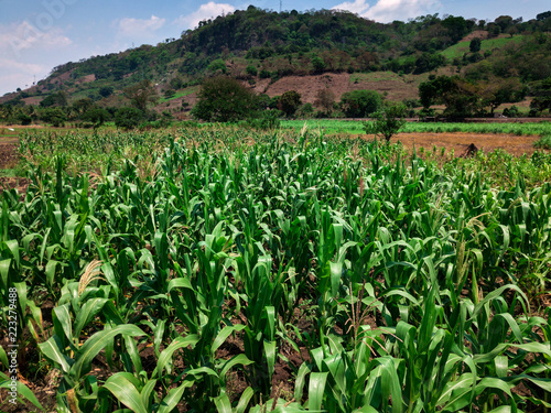 A small corn field in El Salvador at the middle of the day.