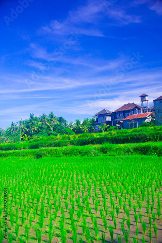 Rice field in Bali, Indonesia. Bali is an Indonesian island and known as a tourist destination. In Bali, rice harvest seasons come three times in a year.