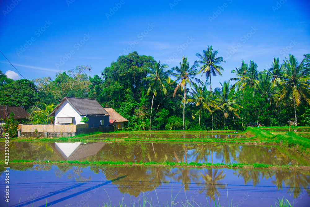 Rice field in Bali, Indonesia. Bali is an Indonesian island and known as a tourist destination. In Bali, rice harvest seasons come three times in a year. Rice field in Bali, Indonesia. Bali is an Indonesian island and known as a tourist destination. In Bali, rice harvest seasons come three times in a year.