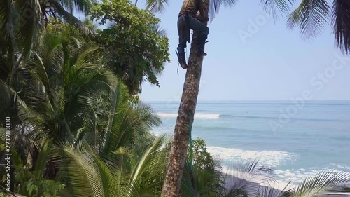 Aerial shot rising up to aCosta Rican tree trimmer climbs a tall palm tree with no safety ropes and a machete to trim it and cut down coconuts on the beaches of Punta Banco, Costa Rica. photo