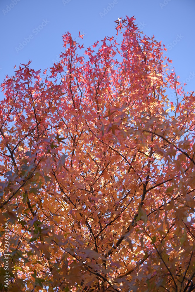 紅葉 紅葉