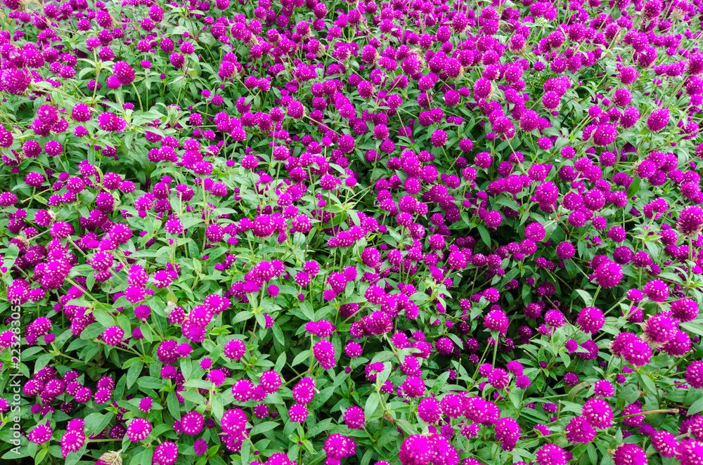 Globe Amaranth (Gomphrena Globosa) flowers Globe Amaranth (Gomphrena Globosa) flowers
