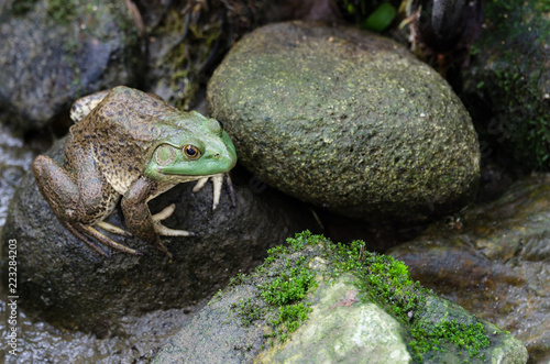 Obraz na plátně Bullfrog (Rana Catesbeiana) sitting on the stone