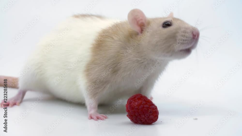Close-up or a fancy rat on a white background with a raspberry Close-up or a fancy rat on a white background with a raspberry