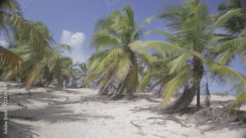 Tropical palm near sandy beach, Dominican Republic. photo