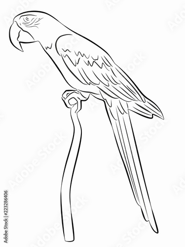 illustration of a parrot , vector drawing