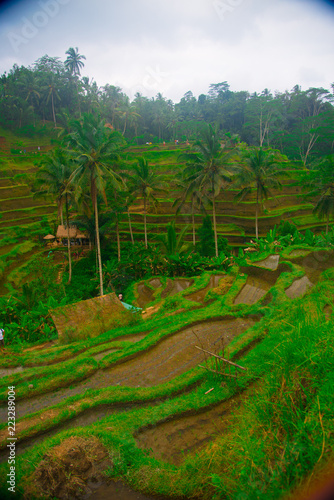 Rice field in Bali, Indonesia. Bali is an Indonesian island and known as a tourist destination. In Bali, rice harvest seasons come three times in a year.