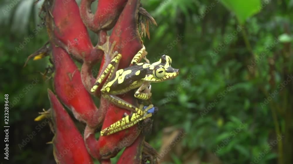 Imbabura Treefrog (Boana picturata) jumping off a Heliconia flower in humid rainforest in western Ecuador. Slow motion