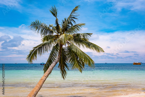 Fototapeta Naklejka Na Ścianę i Meble -  Symbolic and Iconic Coconut tree in tropical island, Koh Tao, Thailand.