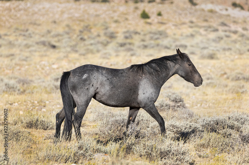 A Grey mare from the Pryor Mountain wild horse herd grazing in the Big Horn Basin area in Montana. © scottevers7