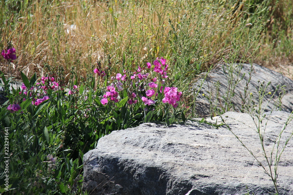 Flowers near boulder Flowers near boulder