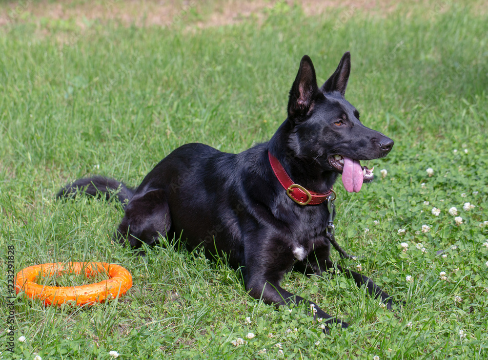 German Shepherd dog on in the summer outdoors for a walk German Shepherd dog on in the summer outdoors for a walk