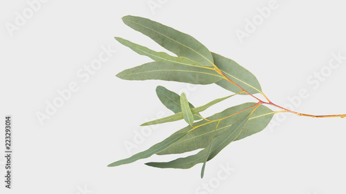 eucalyptus isolated on gray background with clipping path. © bumbumbo