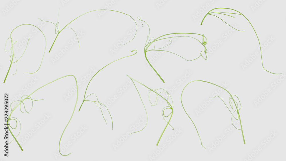 Green ivy plant isolated on gray background, clipping path Green ivy plant isolated on gray background, clipping path