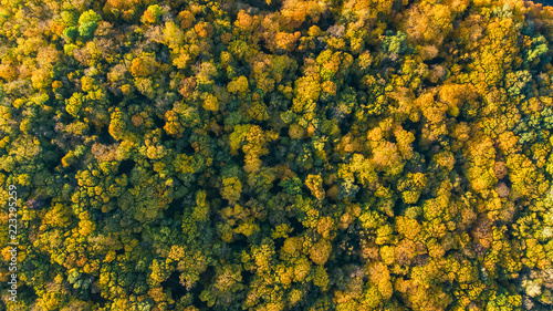 Golden autumn background, aerial drone view of beautiful forest landscape with yellow trees from above 