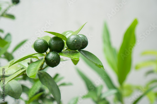 a tree that bears calamansi fruit