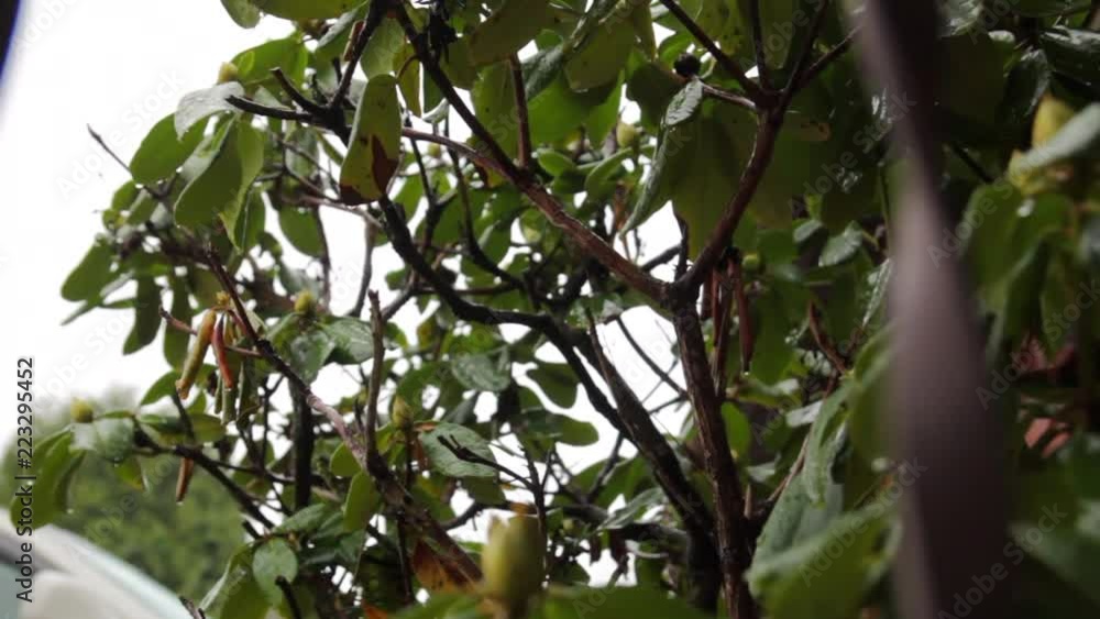 Rain on leaves tilt up in close up Rain on leaves tilt up in close up