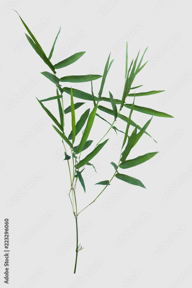 Fototapeta premium bamboo isolated on gray background with clipping path