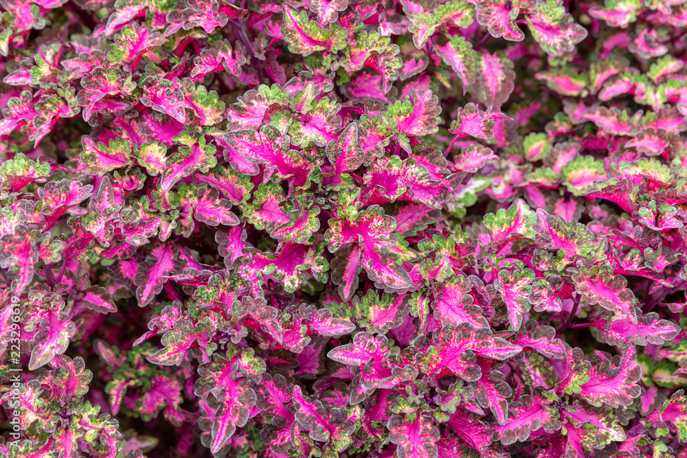 Fototapeta premium Close-up of beautiful pink and green leaves textured wallpaper background..