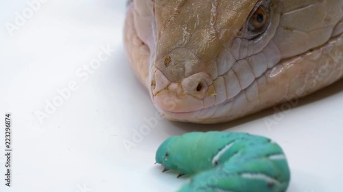 Macro close-up of a reptile blue tongued-skink as his it licks a hornworm with it's blue tongue while on a studio white background photo