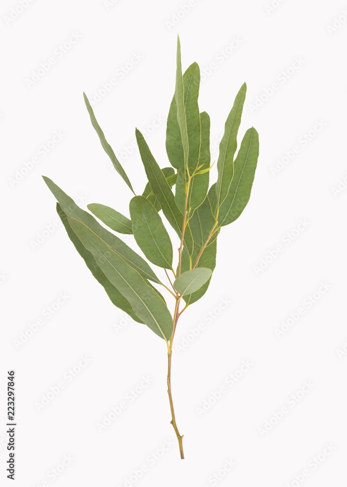 Fototapeta premium eucalyptus isolated on gray background with clipping path.