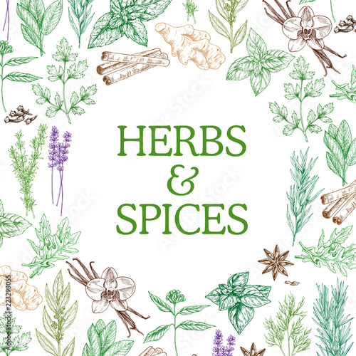 Spices and herbs sketch seasonings